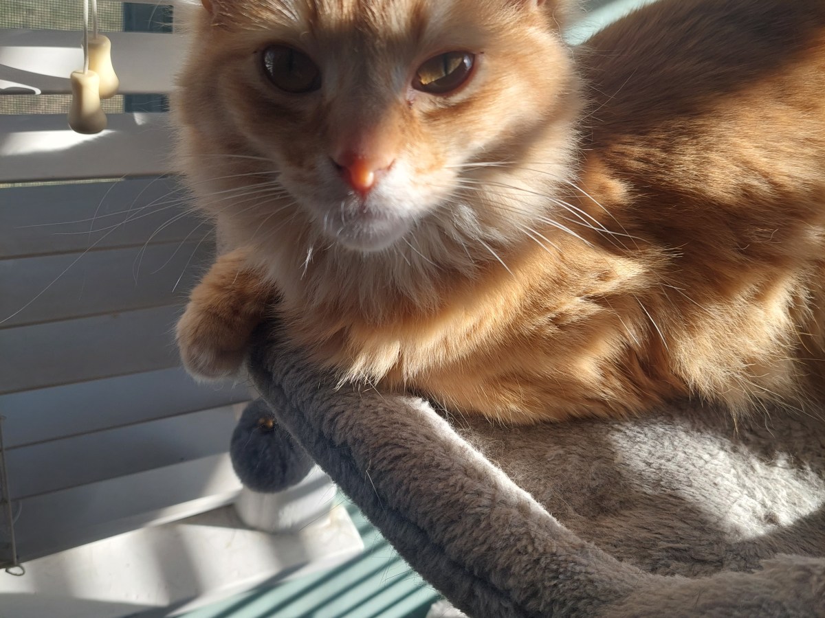 Saturday Caturday: Tyger!